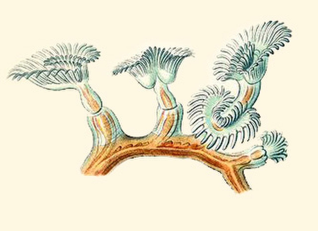 Bryozoa (Yosun Hayvancıkları)