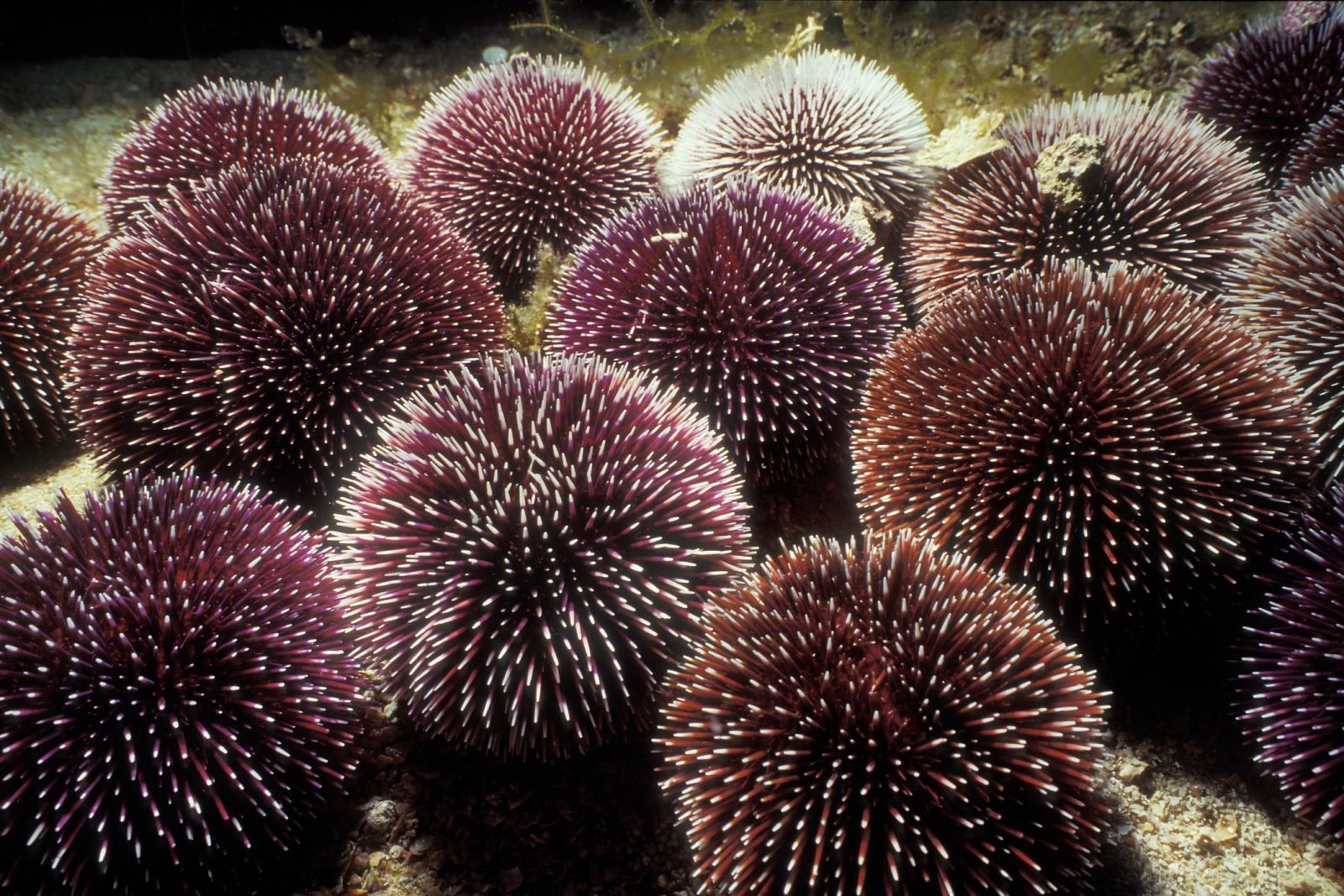 Echinoidea Denizkestaneleri
