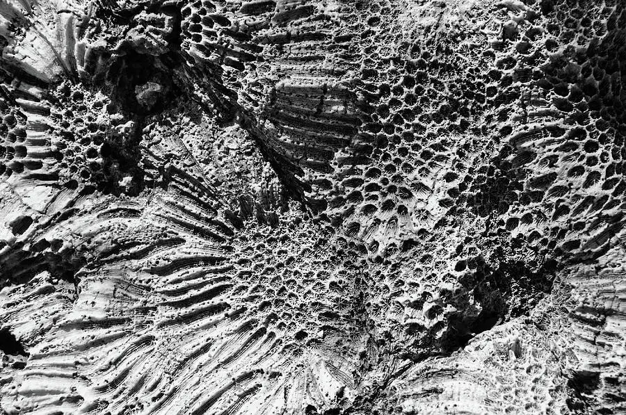 Mercan Kalkeri (Organik Tortul Kayaçlar)