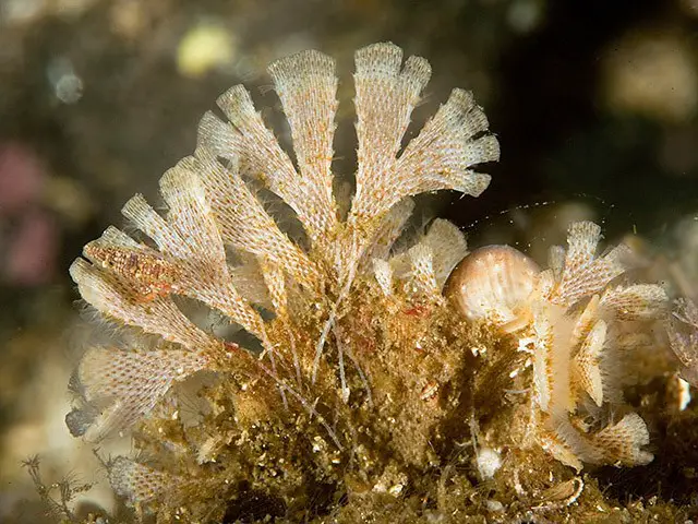 Yosun Hayvancıkları (Bryozoa)