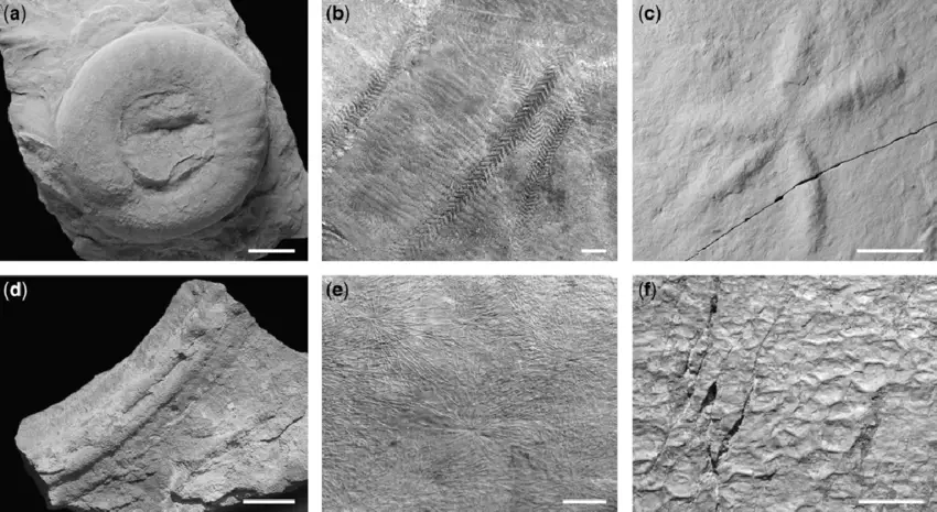 Biyostratigrafi : Kayaçlardaki Fosil İzlerinin Analizi