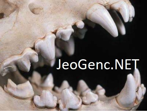Carnivora Dişleri: Çene, Kas ve Dişlerin Yapı ve Özelleşmesi