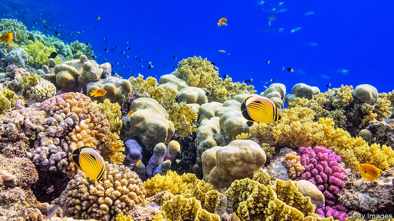 Mercan resifinin iklimi nasıldır?