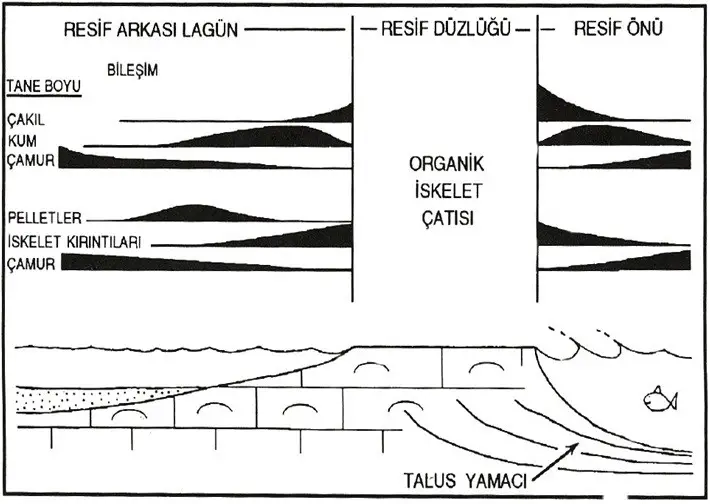 Resifin oluşumu ve morfolojik ana bölgeleri
