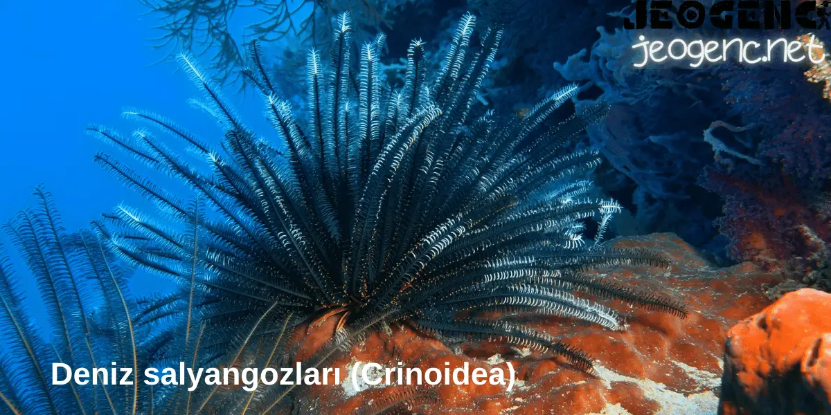 Deniz salyangozları (Crinoidea)