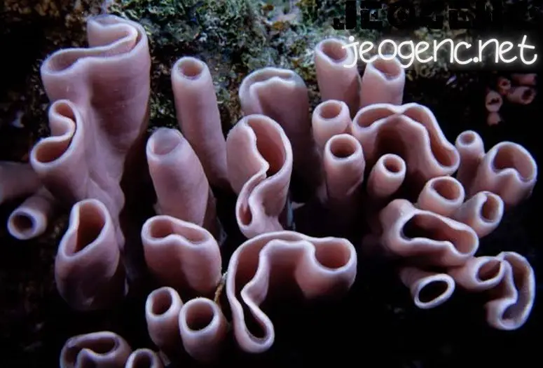 Porifera (Süngerler): Deniz Yaşamının Temel Taşları