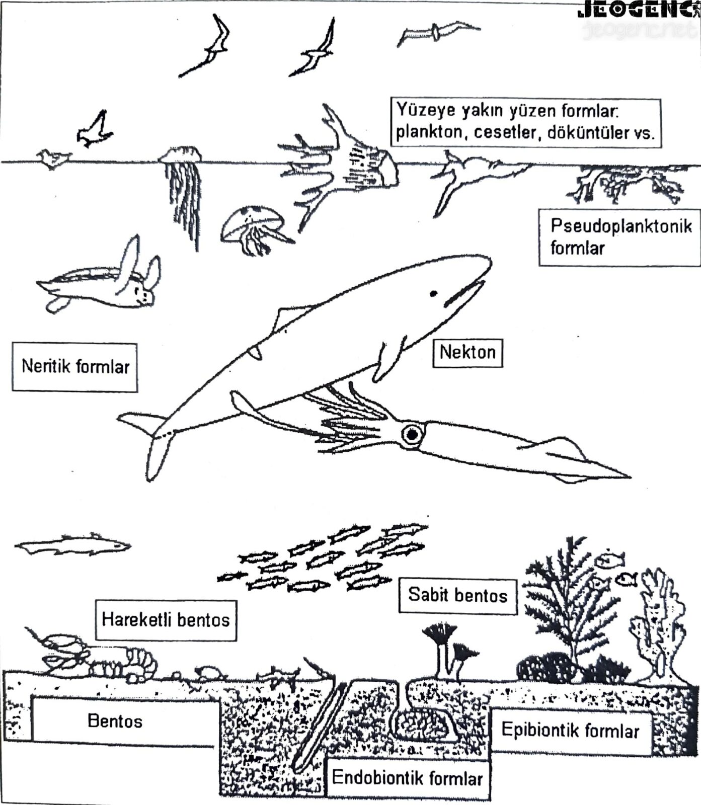 Denizel organizmaların yaşam tarzlarına göre sınıflandırılması.