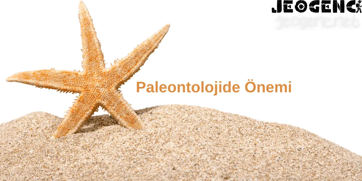 Asteroidea (Denizyıldızı) Paleontolojide Önemi