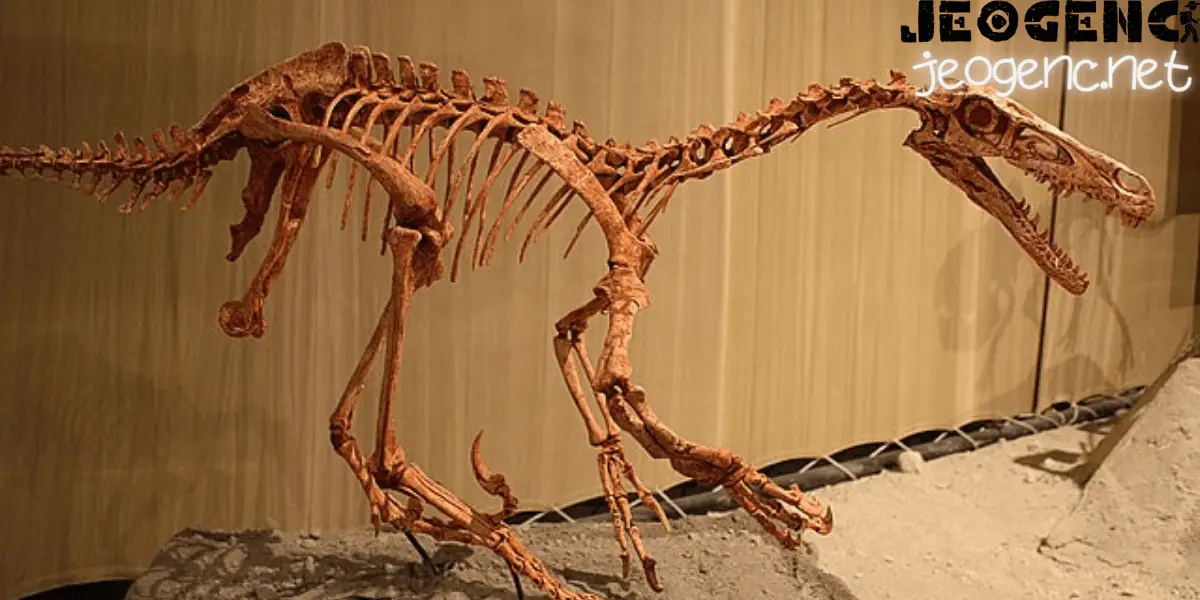 Velociraptor Fosil Buluntuları
